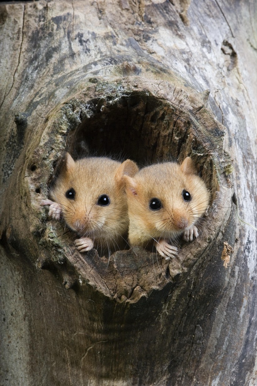 Two hazel dormice looking out from a hollow in a tree trunk